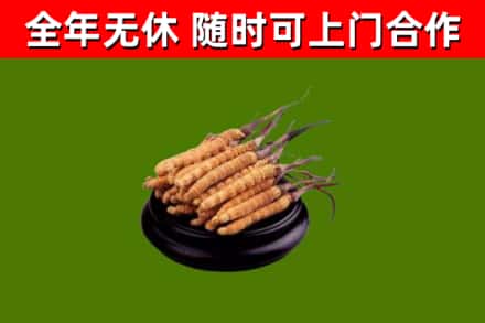 和龙烟酒回收冬虫夏草.jpg